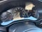 2025 Mazda Mazda CX-50 2.5 S Preferred Package AWD